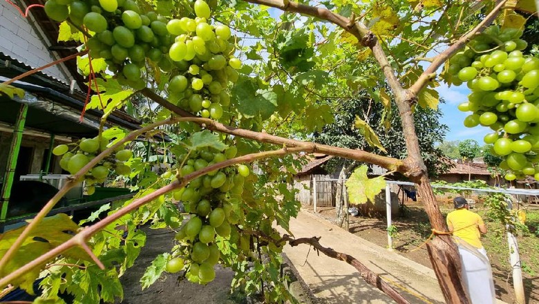 Kampung anggur Rongkop Gunungkidul DIY