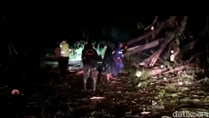 Ada pohon tumbang di jalan nasional Trenggalek-Ponorogo saat hujan deras mengguyur. Akibatnya, lalu lintas dari dua arah sempat terputus total.