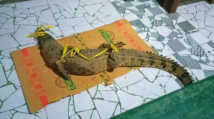 Seekor buaya terjala warga yang menangkap ikan di Sungai Kalibaru, Desa Barurejo, Kecamatan Siliragung, Banyuwangi. Buaya tersebut panjangnya 1,5 meter.