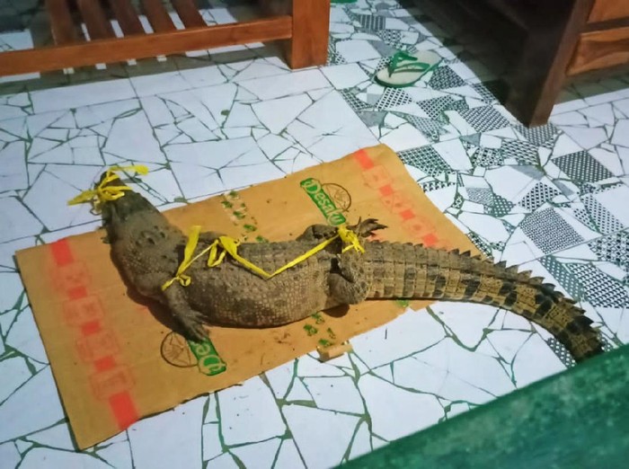 Seekor buaya terjala warga yang menangkap ikan di Sungai Kalibaru, Desa Barurejo, Kecamatan Siliragung, Banyuwangi. Buaya tersebut panjangnya 1,5 meter.