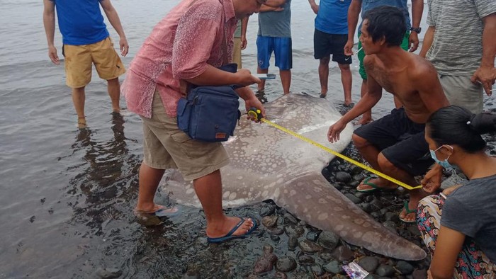 Ikan langka mola-mola terdampar di Pantai Penarukan, Bali. (dok. Istimewa)