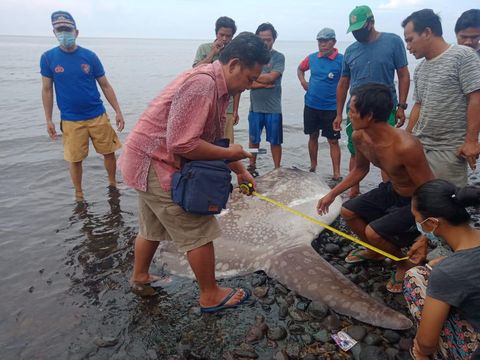 Ikan langka mola-mola terdampar di Pantai Penarukan, Bali. (dok. Istimewa)