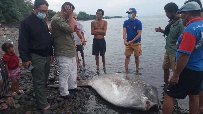 Ikan langka mola-mola terdampar di Pantai Penarukan, Bali. (dok. Istimewa)