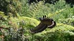 Kepak Sayap Elang Jawa di Hutan Kamojang