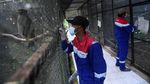 Kepak Sayap Elang Jawa di Hutan Kamojang