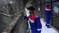 Petugas jaga memantau kondisi elang di Kandang Observasi Pusat Konservasi Elang Kamojang di dataran tinggi Kamojang, Garut, Jawa Barat.  