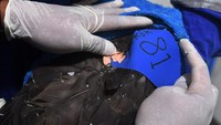 Keberadaan burung karnivora itu kini nyaris diambang kepunahan. Sebagai burung pemangsa (raptor), elang memiliki peran penting dalam sebuah ekosistem sebagai rantai makanan teratas yang menjadi penyeimbang dalam siklus alam.  