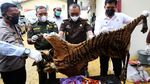 Kejari Aceh Musnahkan Barang Bukti Kulit Harimau
