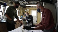 Mammoth merupakan hewan purba yang sudah punah ribuan tahun lalu. Tapi, baru-baru ini ilmuwan menemukan gadingnya di dasar laut di wilayah Amerika Utara. Daarin Schulzt/MBARI.