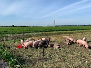 Babi Jadi Jawaban dari Serangan Burung di Bandara?