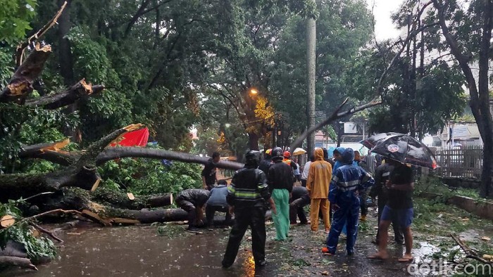 Dua pohon tumbang di Jalan Sancang, Kota Bandung, Jawa Barat, Kamis (25/11/2021) sore. Pohon ini menimpa 3 gerobak pedagang.