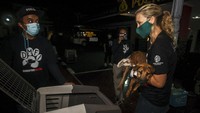 Pedagang secara brutal membunuh ratusan anjing setiap bulan, dan menguliti mereka untuk menjual kulitnya. DMFI akan mencarikan rumah angkat di dalam dan luar negeri dengan bantuan dari HSI.