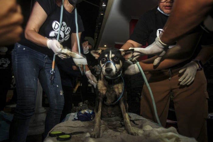 Polres Sukoharjo bersama koalisi Dog Meat Free Indonesia dan Humane Society Internasional menyelamatkan anjing-anjing dari truk rumah jagal anjing ilegal di Sukoharjo, Jawa Tengah. (Yoma Times Suryadi/AP Images for The Humane Society of the United States)