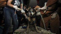 Perwakilan Dog Meat Free Indonesia memeriksa seekor anjing setelah diselamatkan saat dicegat polisi atas pengangkutan daging anjing ilegal.