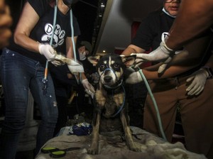 Gibran Teken SE Imbauan Tidak Makan Daging Anjing, Bagaimana Nasib Pedagang?