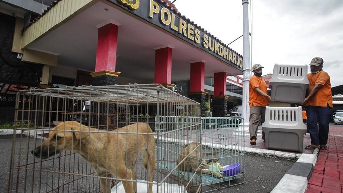 Polres Sukoharjo bersama koalisi Dog Meat Free Indonesia dan Humane Society Internasional menyelamatkan anjing-anjing dari truk rumah jagal anjing ilegal di Sukoharjo, Jawa Tengah. (Yoma Times Suryadi/AP Images for The Humane Society of the United States)