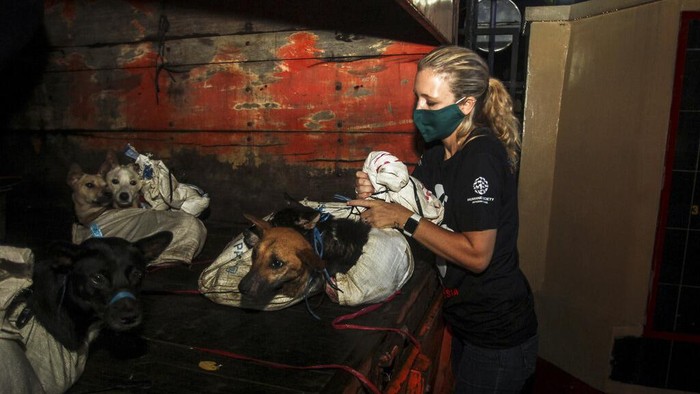 Polres Sukoharjo bersama koalisi Dog Meat Free Indonesia dan Humane Society Internasional menyelamatkan anjing-anjing dari truk rumah jagal anjing ilegal di Sukoharjo, Jawa Tengah. (Yoma Times Suryadi/AP Images for The Humane Society of the United States)