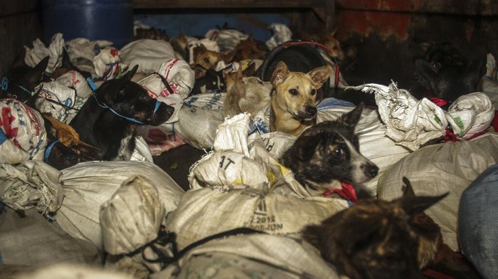 Polres Sukoharjo bersama koalisi Dog Meat Free Indonesia dan Humane Society Internasional menyelamatkan anjing-anjing dari truk rumah jagal anjing ilegal di Sukoharjo, Jawa Tengah. (Yoma Times Suryadi/AP Images for The Humane Society of the United States)