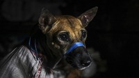 Seekor anjing diikat dalam karung dengan mulut terikat, saat polisi mencegat truk pengangkut daging anjing ilegal di Sukoharjo, Jawa Tengah. Anjing biasanya dicuri dari jalanan, beberapa masih memakai kalung.