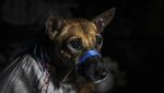 Puluhan Anjing Diselamatkan dari Rumah Jagal di Jateng
