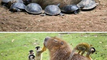 Capybara dengan temannya. Foto: dok Bored Panda