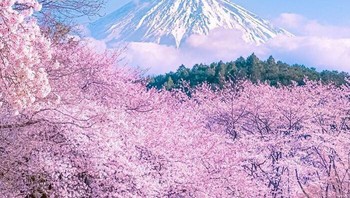Pemandangan luar biasa saat sakura mekar di Shizuoka, Jepang. Foto: dok Bored Panda