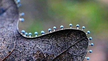 Jamur Tumbuh Di Daun Mati Dengan Penjajaran Hampir Sempurna. Foto: dok Bored Panda