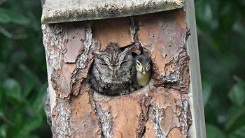 Burung Hantu Memelihara Bebek Ketika Salah Mengira Telur Sebagai Miliknya Sendiri Foto: dok Bored Panda