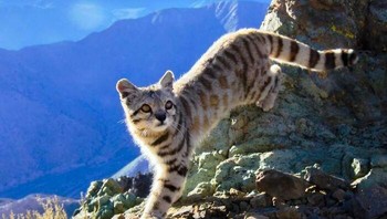 Kucing Andes yang Terancam Punah Foto: dok Bored Panda