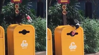 Seekor Gagak Melakukan Bagiannya Untuk Menyelamatkan Planet Foto: dok Bored Panda