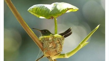 Sarang burung kolibri Foto: dok Bored Panda