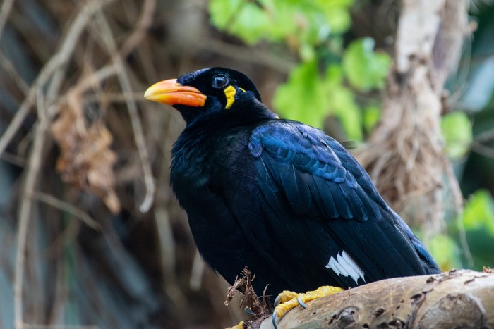 A common hill myna (Gracula religiosa), sometimes spelled 