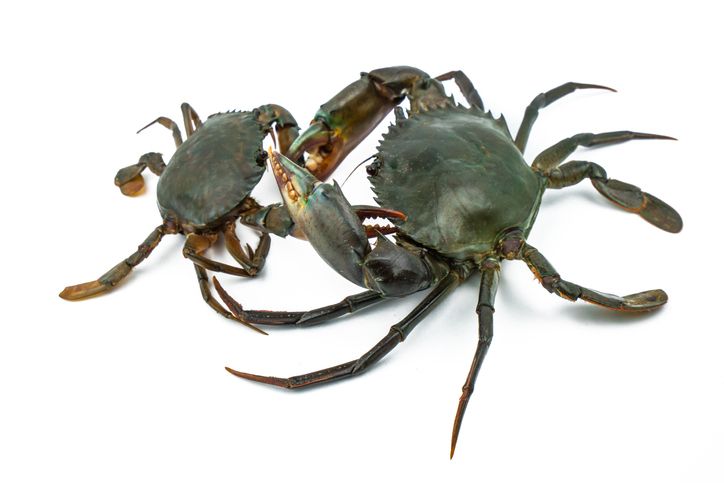 Ini Sebabnya Kepiting dan Udang Berwarna Merah Saat Direbus