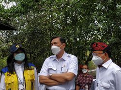 Luhut Cek Hutan Mangrove di Bali yang Akan Dipamerkan Jokowi Saat KTT G20