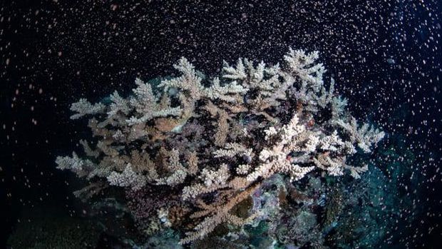 Pemijahan di Great Barrier Reef