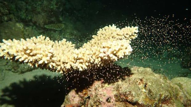 Pemijahan di Great Barrier Reef