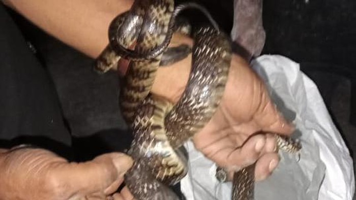 Penampakan ular jali yang diamankan dari rumah warga Cawas, Klaten