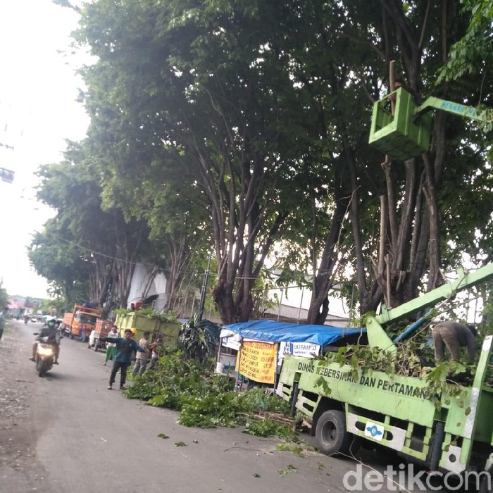 Biasanya banyak pohon tumbang selama musim hujan. Maka dari itu, Dinas Lingkungan Hidup dan Kebersihan (DLHK) Sidoarjo diminta rajin melakukan pengeprasan ranting pohon.