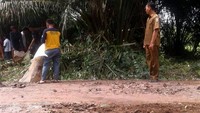 Di salah satu foto terlihat juga seorang pria yang menggunakan seragam pegawai negeri sipil yang sedang memantau kegiatan gotong royong yang di lakukan para siswa tersebut. Camat Pulau Rimau, Suratman ketika dikonfirmasi tidak membantah kegiatan gotong royong siswa pada foto yang beredar itu. Menurutnya, untuk pengerasan jalan tersebut sudah diajukan BPD Desa setempat ke instansi terkait. 