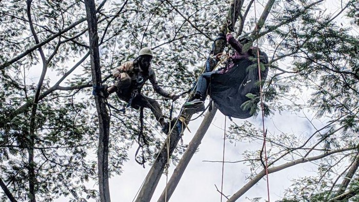 Wanita penerbang paralayang tersangkut di pohon saat hendak mendarat di Kawasan Puncak Bogor
