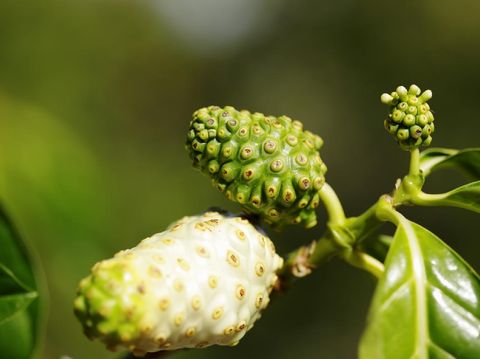 Sabor amargo, estos son los beneficios para la salud y la belleza del noni