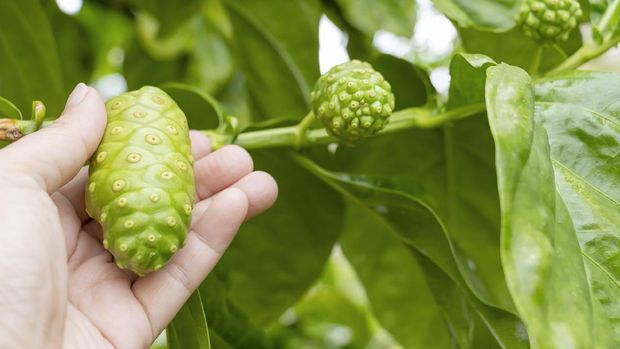 Fresh Noni Fruit used frequently in health drinks.