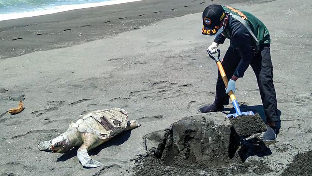Bangkai Penyu 40 Kg Ditemukan di Pantai Kulon Progo