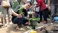 Mereka pun menyimak arahan dari sang pemilik kebun. Tak hanya mendapatkan edukasi tentang pembibitan, mereka bahkan langsung praktik bagaimana menanam dengan benar tanaman hias maupun buah. Hasil praktik tersebut juga bisa dibawa pulang dengan cuma-cuma.   