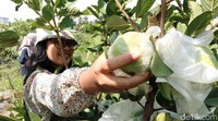 Jambu kristal merupakan salah satu produk andalan Desa Ketawang. Selain menikmati di kebun, pengunjung dipersilahkan memetik buah sendiri kemudian ditimbang untuk dibawa pulang. Dari kebun jambu kristal, gemuruh air ombak Pantai Ketawang pun sudah mulai terdengar seakan tak sabar memanggil pengunjung segera mendatangi pantai dengan ikon menara mercusuar ini.  
