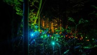 Bagaimana tertarik untuk segera menyambangi kawasan Hutan Menyala: Tahura Djuanda di Bandung?  Foto: Courtesy Sembilan Matahari dan Tahura Djuanda