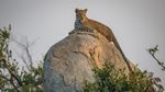 Mitos Macan Tutul Bikin Karir Fotografer Ini Cemerlang