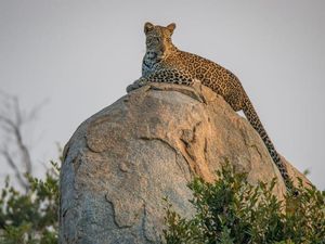 Mitos Macan Tutul dan Kekayaan Taman Nasional Kruger