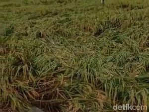 10 Hektare Padi yang Menguning di Bojonegoro Roboh Dilanda Hujan Angin
