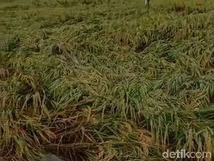 Hujan deras disertai angin kencang melanda Kecamatan Kapas, Bojonegoro selama hampir dua jam. Sepuluh hektare padi yang mulai menguning roboh.